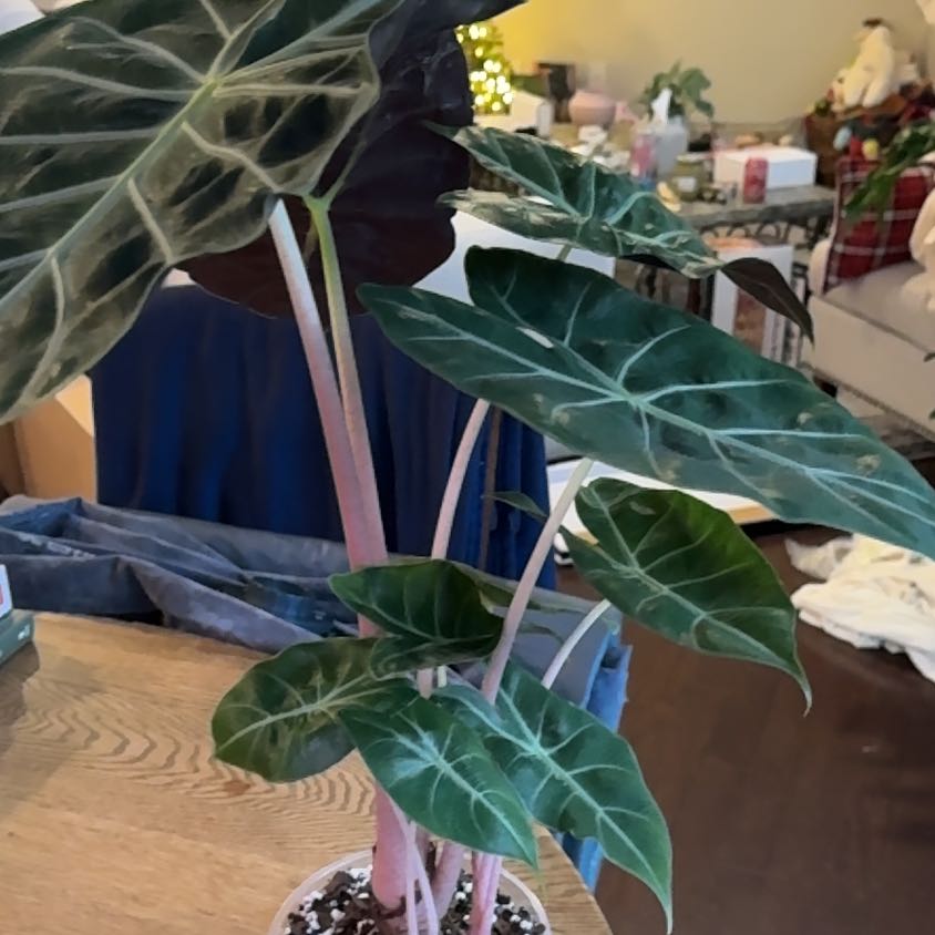 Photo of the plant species Pink Dragon Alocasia by @TheAloking named Queen G on Greg, the plant care app