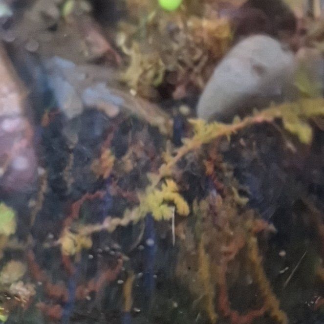 Photo of the plant species Toothed Plagiomnium Moss by @SwellBlackthorn named Sherlock on Greg, the plant care app