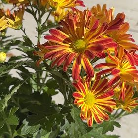 Photo of the plant species Pelee Mums by @DeluxeCeratiola named Khaleesi on Greg, the plant care app