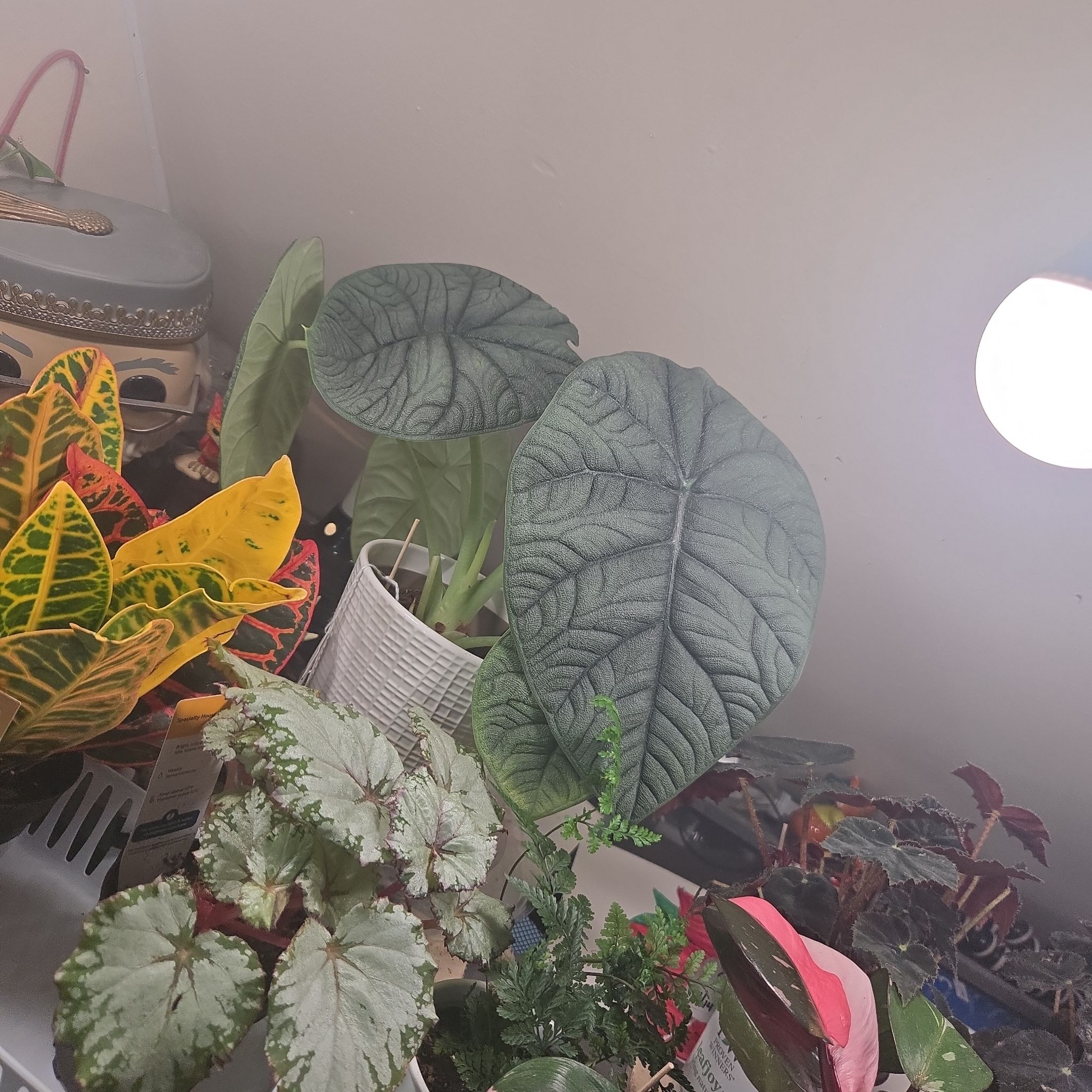 Photo of the plant species Dragonite by @KookyBabycroton named Dragonite on Greg, the plant care app