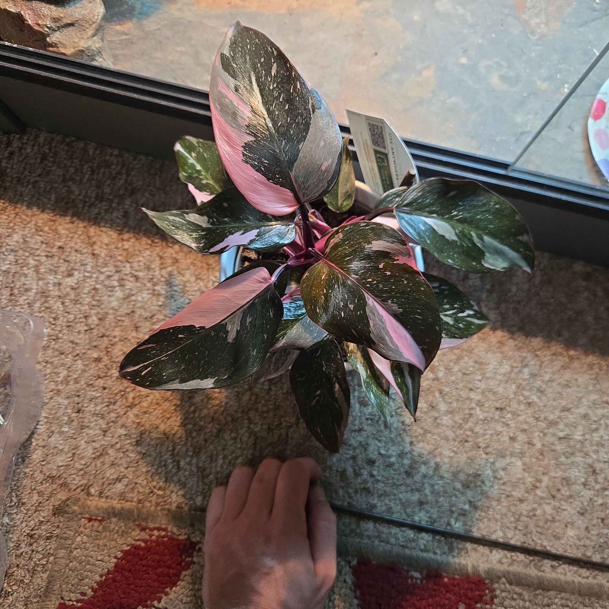 Photo of the plant species Pink Princess Galaxy by @KookyBabycroton named Cosmic on Greg, the plant care app