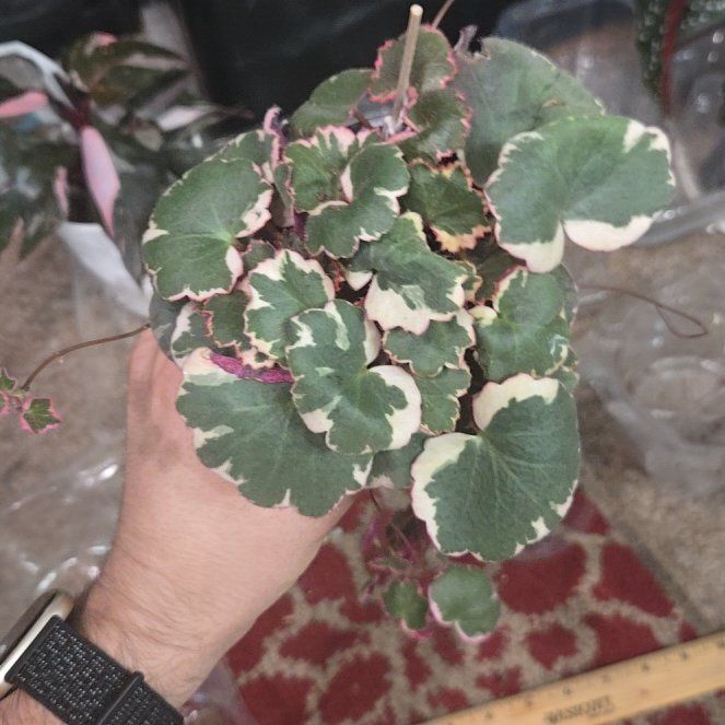 Photo of the plant species Pink Alumroot by @KookyBabycroton named Beyonce on Greg, the plant care app