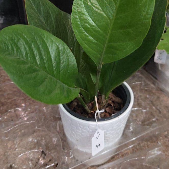 Photo of the plant species Lovely Green by @KookyBabycroton named Cabbage on Greg, the plant care app