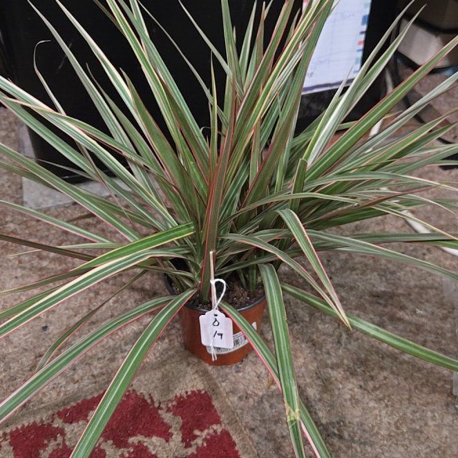 Photo of the plant species Dracaena bicolor by @KookyBabycroton named Draco on Greg, the plant care app