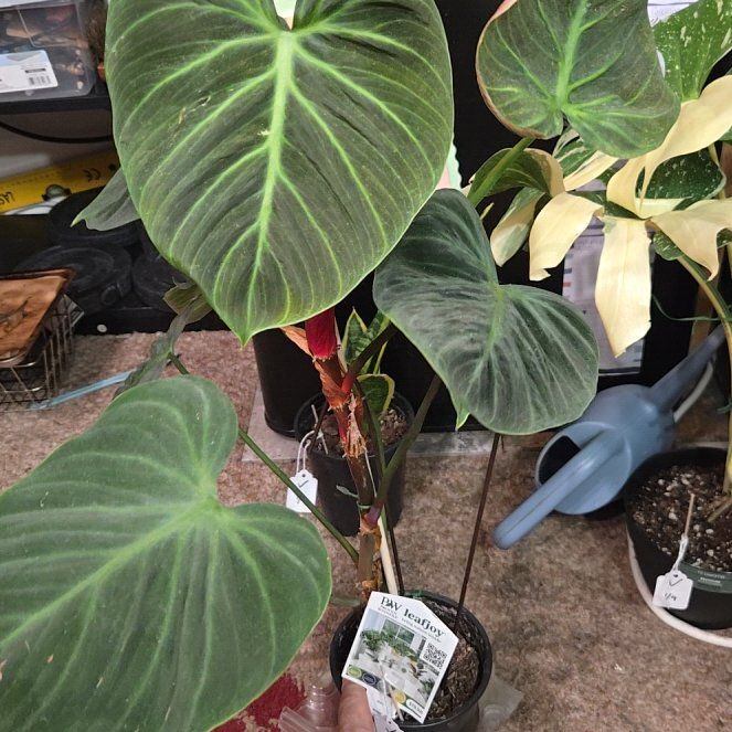 Photo of the plant species Philodendron Splendid by @KookyBabycroton named Heart on Greg, the plant care app