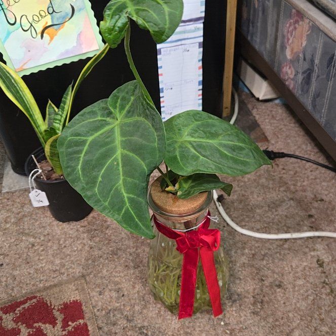 Photo of the plant species Anthurium gigi by @KookyBabycroton named Jolly on Greg, the plant care app