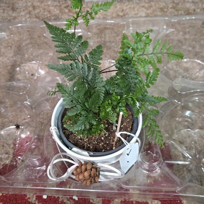 Photo of the plant species Rabbit Foot Fern by @KookyBabycroton named Bunny on Greg, the plant care app