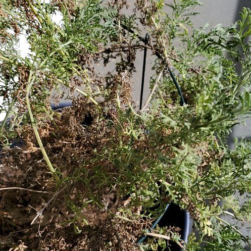 Photo of the plant species Fernleaf Lavendar by @GuruSedge90 named Fernleaf Lavendar on Greg, the plant care app