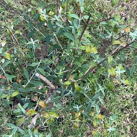 Photo of the plant species Black Knight Butterfly Bush by @LivelyCoralvine named My milkshake bring all the butterflies to the yard on Greg, the plant care app
