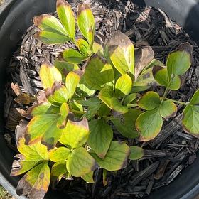 Photo of the plant species Sarah Bernhardt Peony by @LivelyCoralvine named Pretty girl on Greg, the plant care app