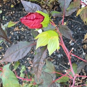 Photo of the plant species Hibiscus by @LivelyCoralvine named Moana on Greg, the plant care app