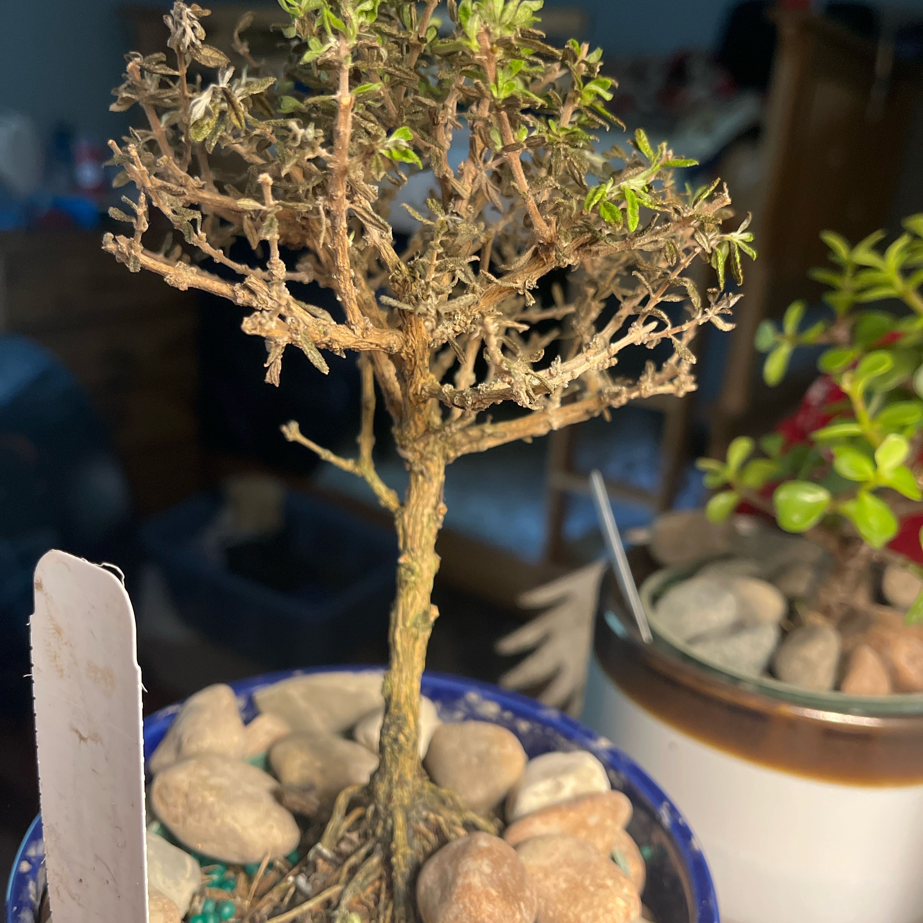 Photo of the plant species Bahama Berry by @ZealLuronium71 named Fernie Saunders on Greg, the plant care app