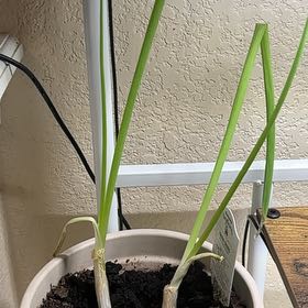 Photo of the plant species Tree Onion by @DeanPaleflax named Maya on Greg, the plant care app