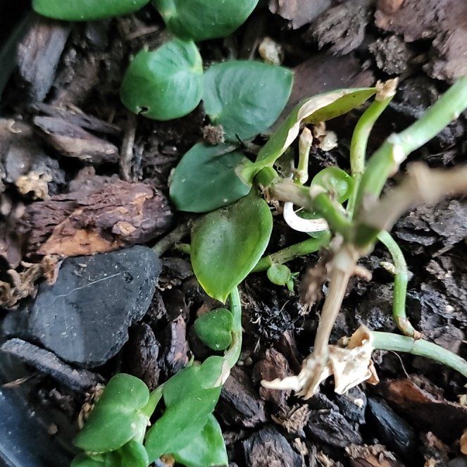 Photo of the plant species Cheesemans Spider Orchid by @ProlificChia39 named Michelle Branch on Greg, the plant care app