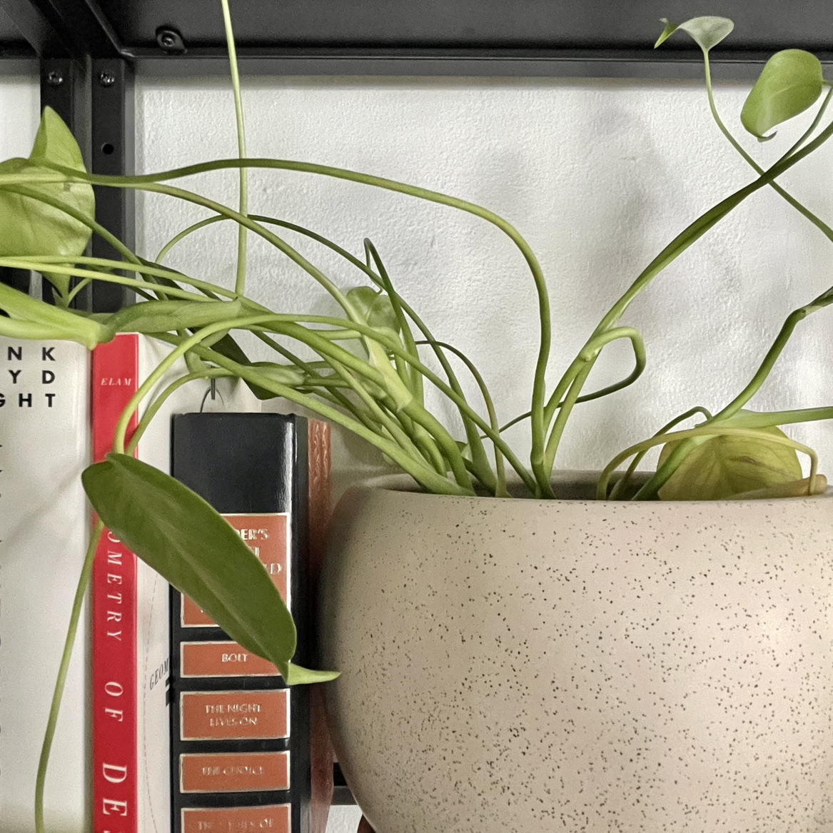 Monstera plant photo by @hellojennna named Madame Monstera on Greg, the plant care app.