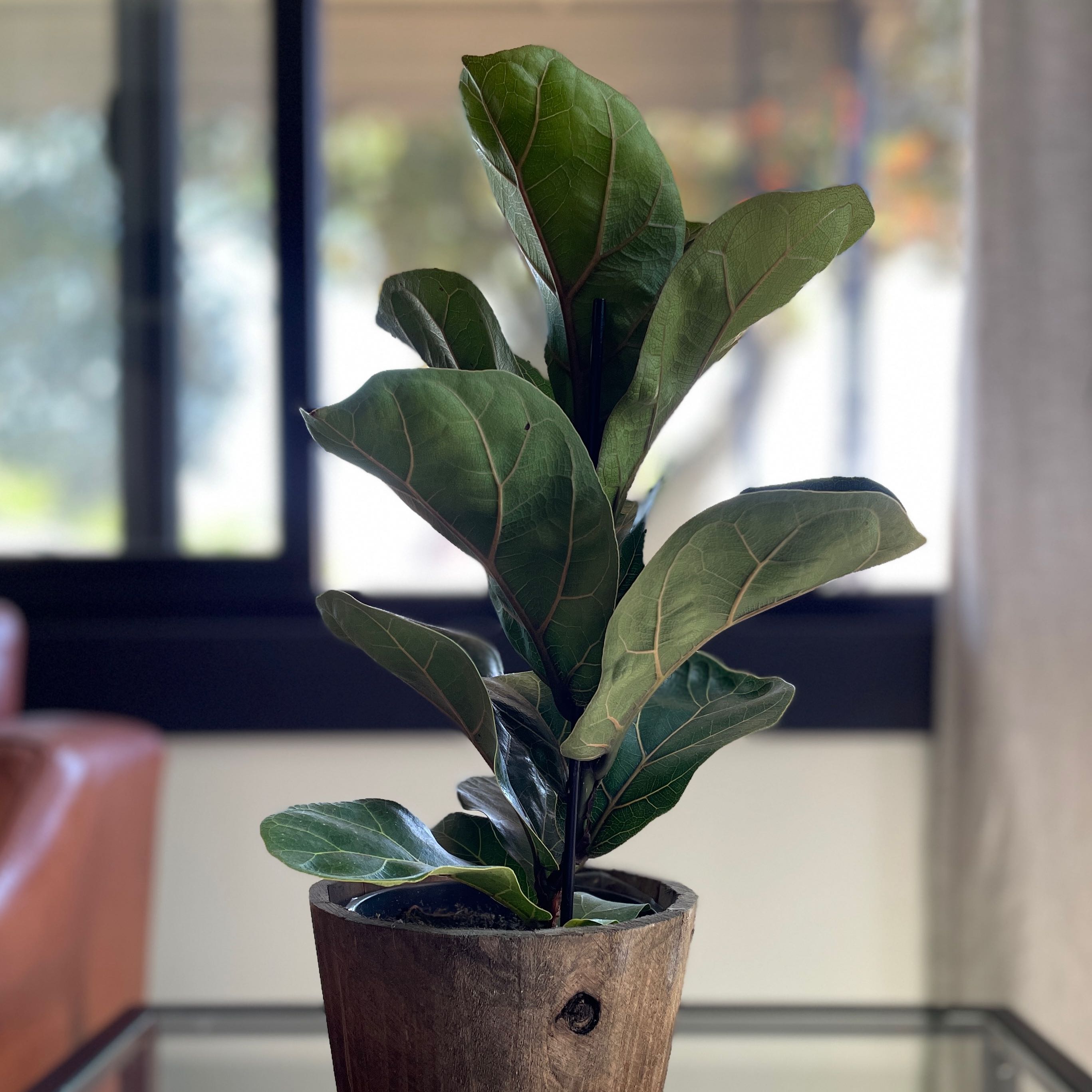Healthy Fiddle Leaf Fig plant in a wooden pot, indoor setting.
