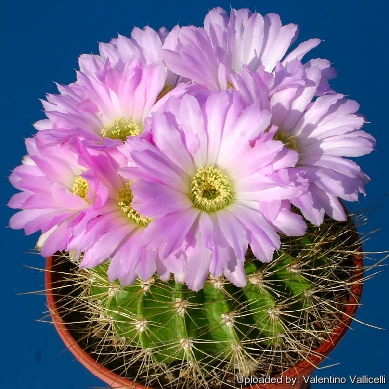 Photo of the plant species Acanthocalycium by @HumorousPepino named Orlando Bloom on Greg, the plant care app