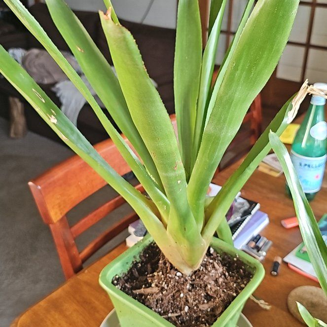 Photo of the plant species Neoregelia 'Atlantis' by @sfbake named Tien on Greg, the plant care app