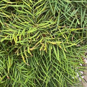 Photo of the plant species Florida Arrowroot by @LitheColocynth named Taylor Swift on Greg, the plant care app