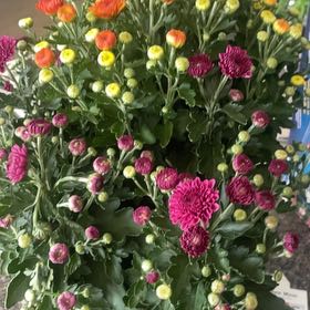 Photo of the plant species Garden Mum by @DefiantWoodfern named Garden mum on Greg, the plant care app