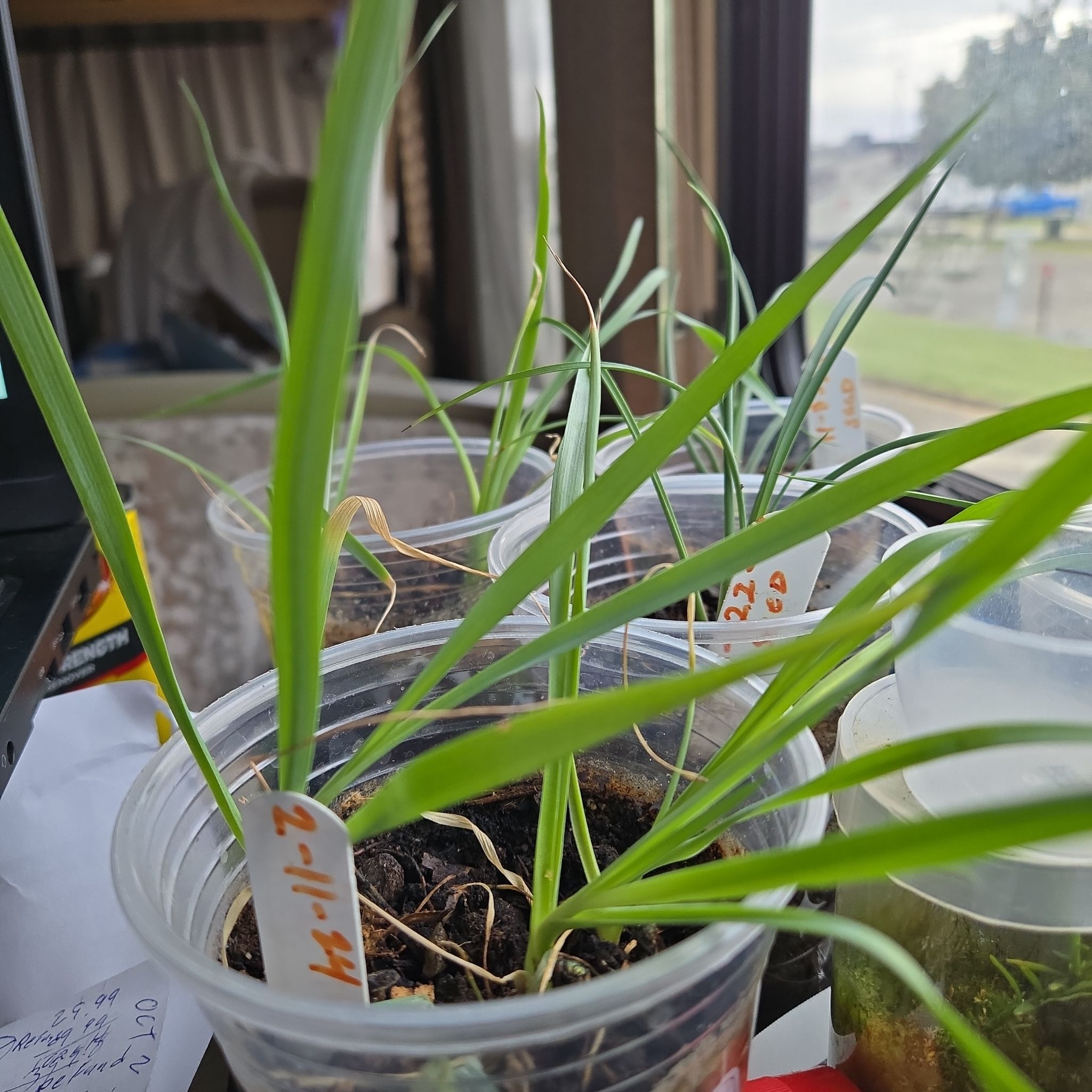 Photo of the plant species Beaked Yucca by @BullishCosmo4 named Tree Diddy on Greg, the plant care app