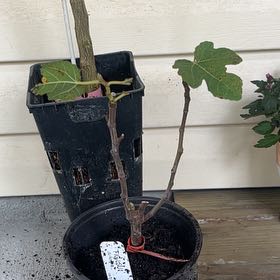 Photo of the plant species LSU Purple Fig Tree by @ValidFalseashok named James Dean on Greg, the plant care app