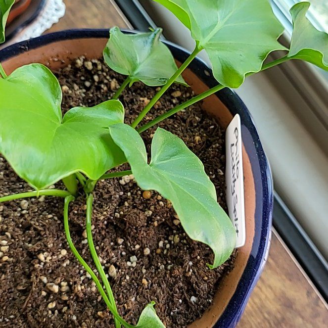 Photo of the plant species Philodendron 'Lickety Splitz' by @KindheartedDill named Apollo on Greg, the plant care app