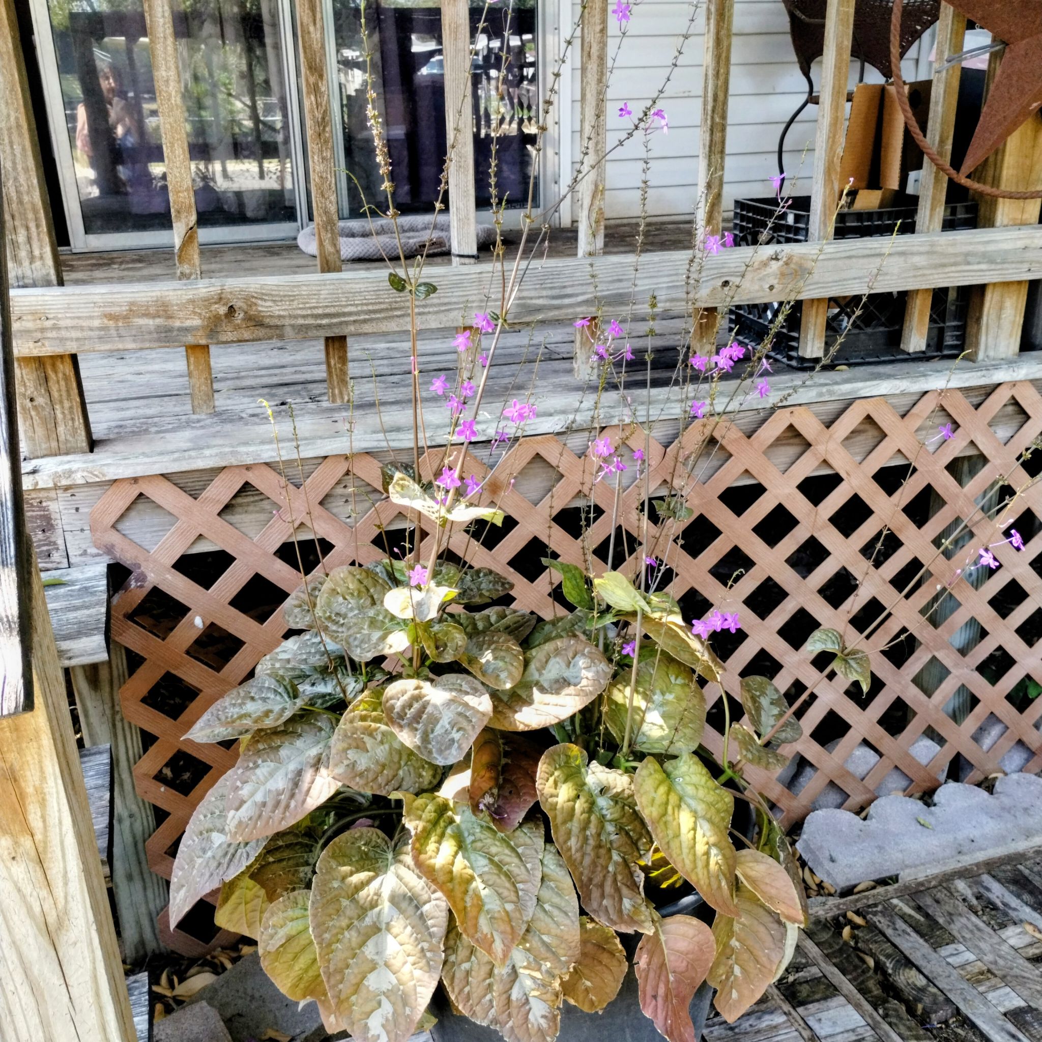 Photo of the plant species Chocolate Plant by @Ladybeetle54 named CoCo on Greg, the plant care app