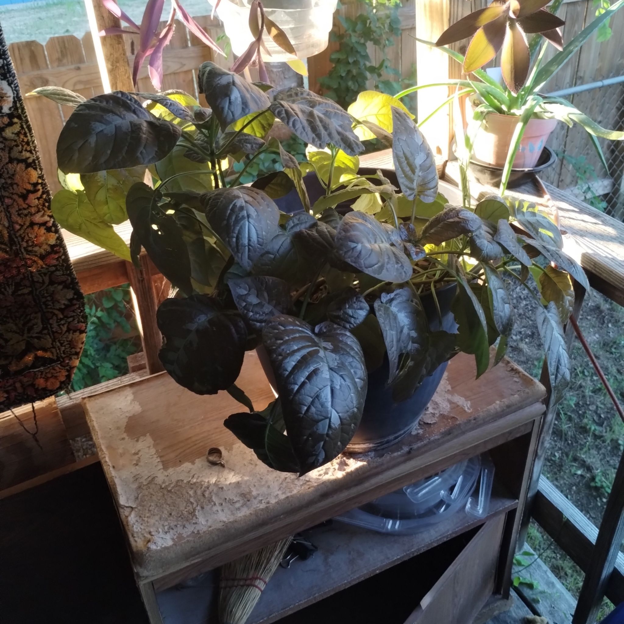 Photo of the plant species Chocolate Plant by @Ladybeetle54 named CoCo on Greg, the plant care app