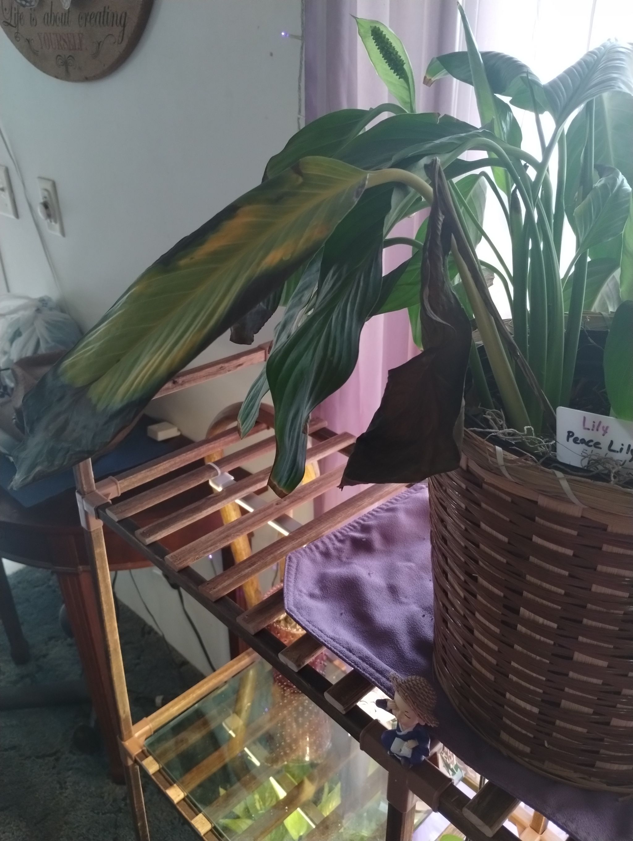 Photo from the post
