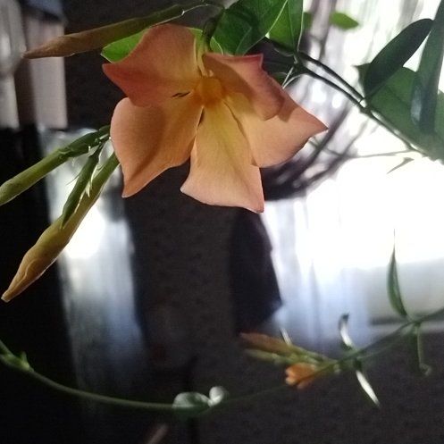 Photo of the plant species Mandevilla Sun Parasol Crimson by @Ladybeetle54 named Mandi on Greg, the plant care app