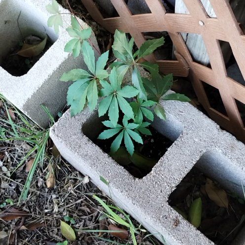 Photo of the plant species Virginia Creeper by @Ladybeetle54 named Terra on Greg, the plant care app