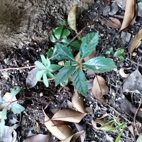 Photo of the plant species Virginia Creeper by @Ladybeetle54 named Ronaldo on Greg, the plant care app