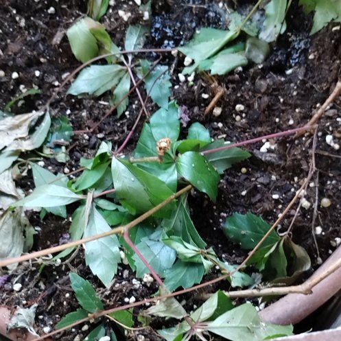 Photo of the plant species Virginia Creeper by @Ladybeetle54 named Queen on Greg, the plant care app