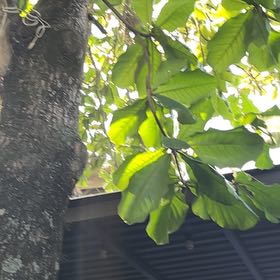Photo of the plant species Beach Almond by @ReveredCapsicum named Naomi on Greg, the plant care app