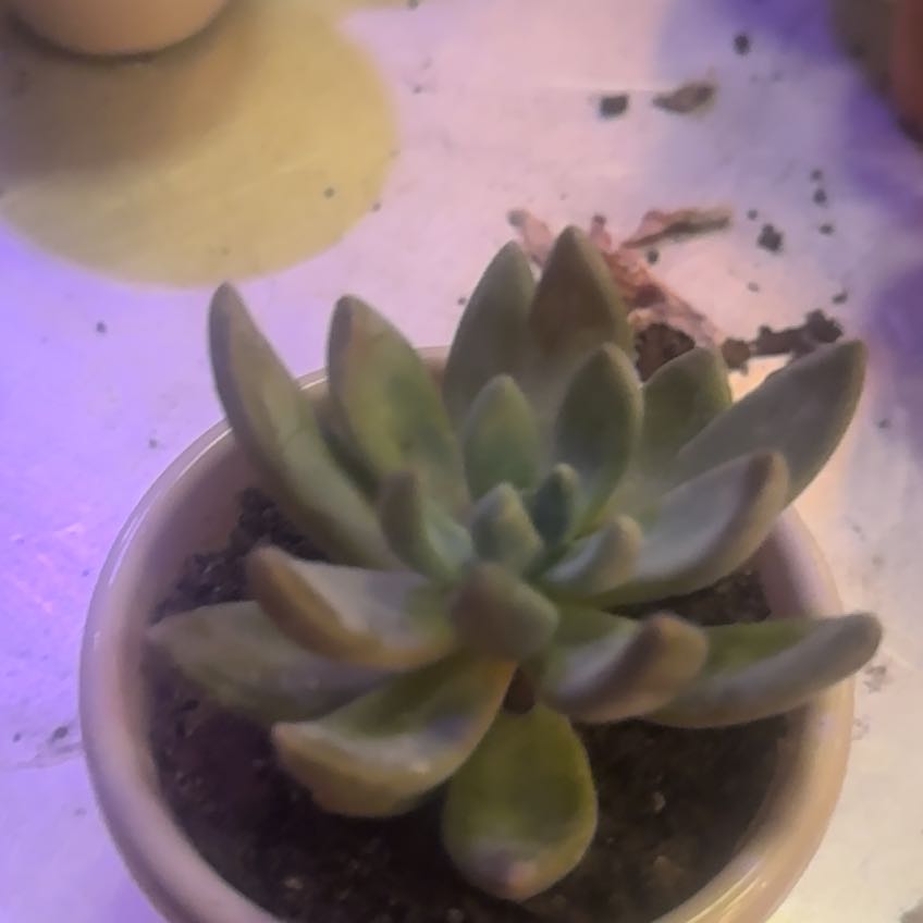 Photo of the plant species Echeveria 'Grey Red' by @ClearAmianthium named Botanicus on Greg, the plant care app