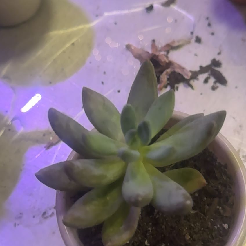 Photo of the plant species Echeveria 'Grey Red' by @ClearAmianthium named Aria on Greg, the plant care app