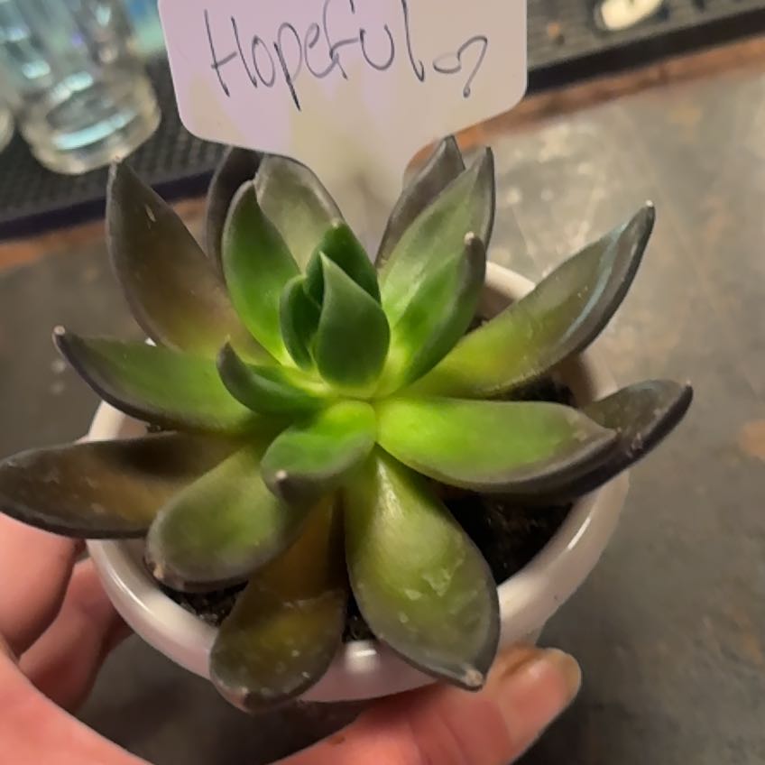 Photo of the plant species Black Echeveria by @ClearAmianthium named Hopeful on Greg, the plant care app