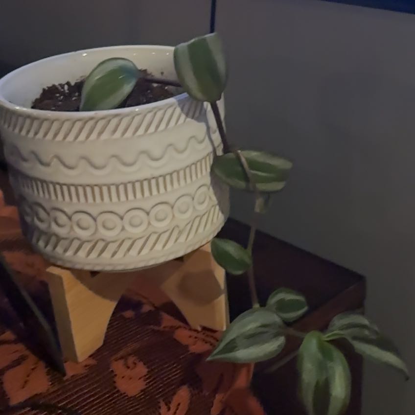 Photo of the plant species Deep Purple Wandering Dude by @RichlyRockweed named Jude on Greg, the plant care app