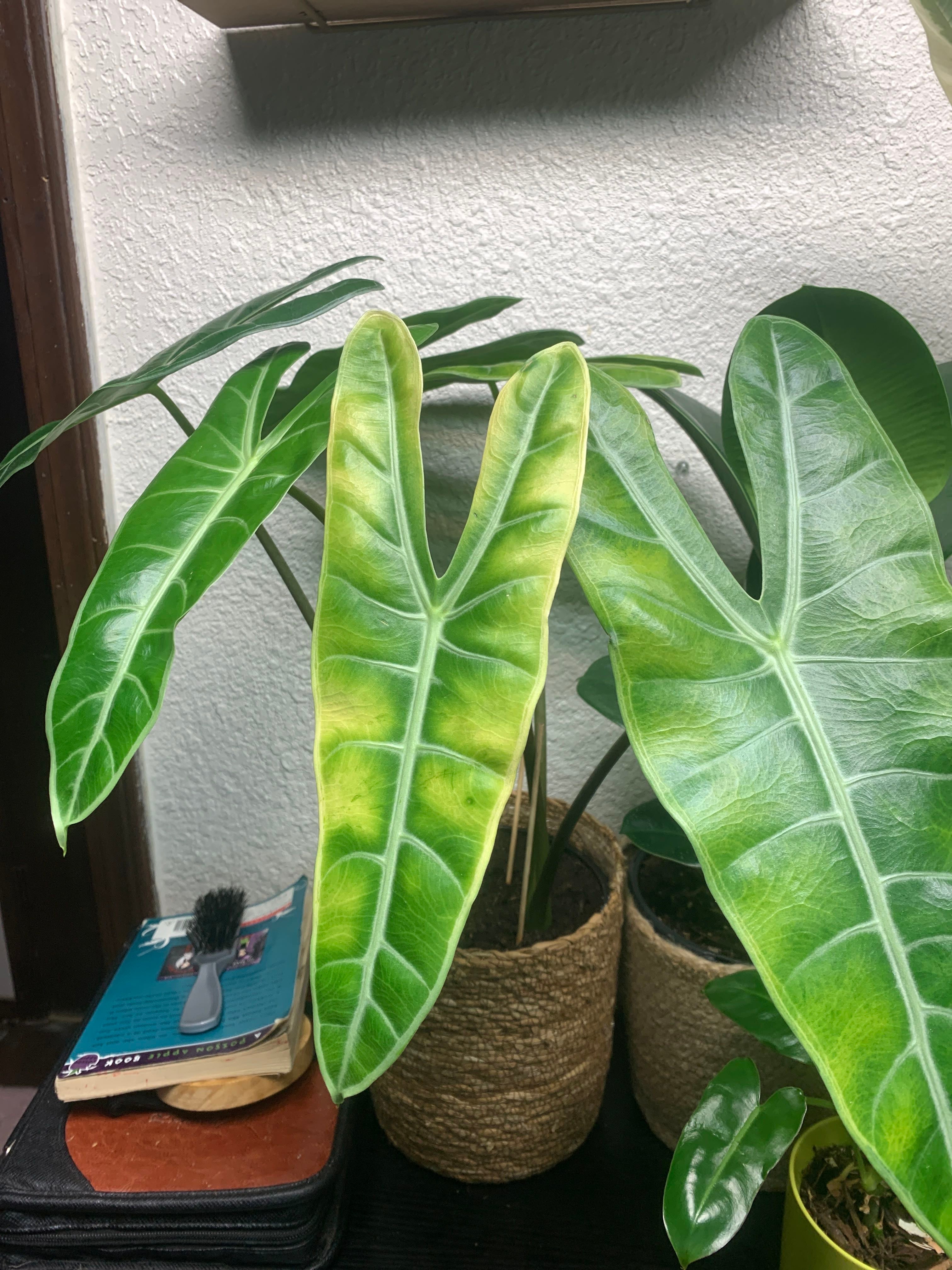 Alocasia 'Pink Black Velvet Jewel' Care 101 Water, Light & Growing Tips
