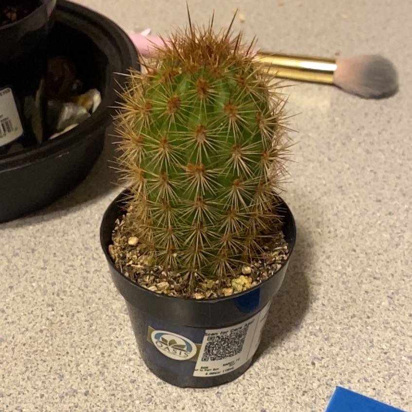 Photo of the plant species Haageocereus pseudomelanostele by @CivicBloodroot named Robert Plant on Greg, the plant care app