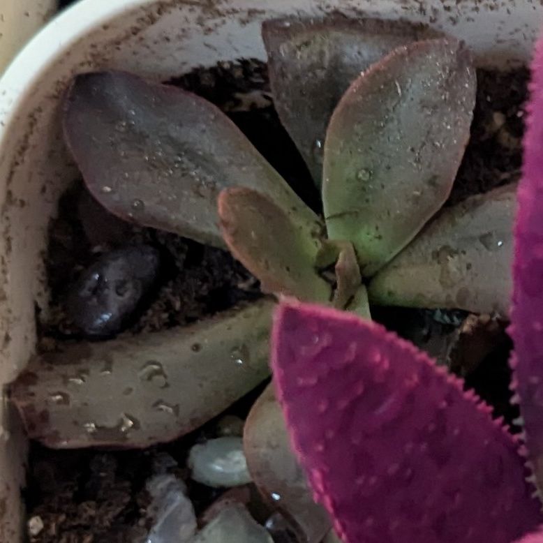 Photo of the plant species Echeveria 'Devotion' by @ShinyZelkova59 named Gates on Greg, the plant care app