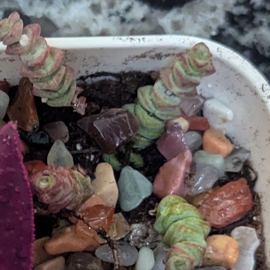 Photo of the plant species Crassula 'Baby's Necklace' by @ShinyZelkova59 named Sahara on Greg, the plant care app