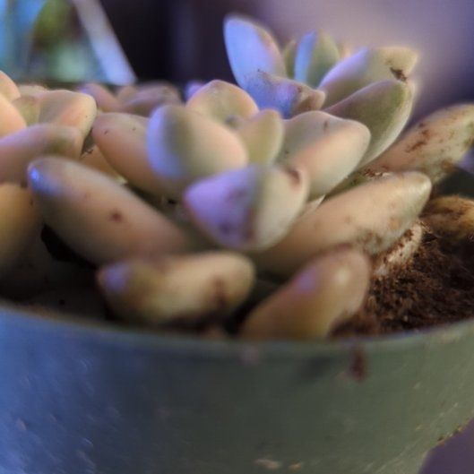 Photo of the plant species Pachyphytum 'Apricot Beauty' by @ShinyZelkova59 named Sol on Greg, the plant care app