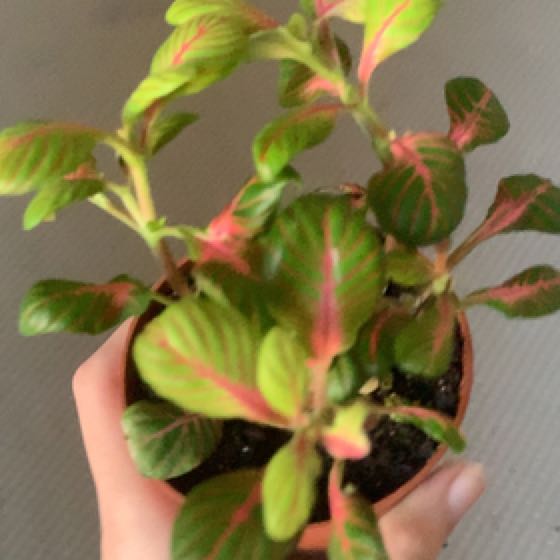 Photo of the plant species Nerve Plant by @RighteousGreen named Rainier on Greg, the plant care app