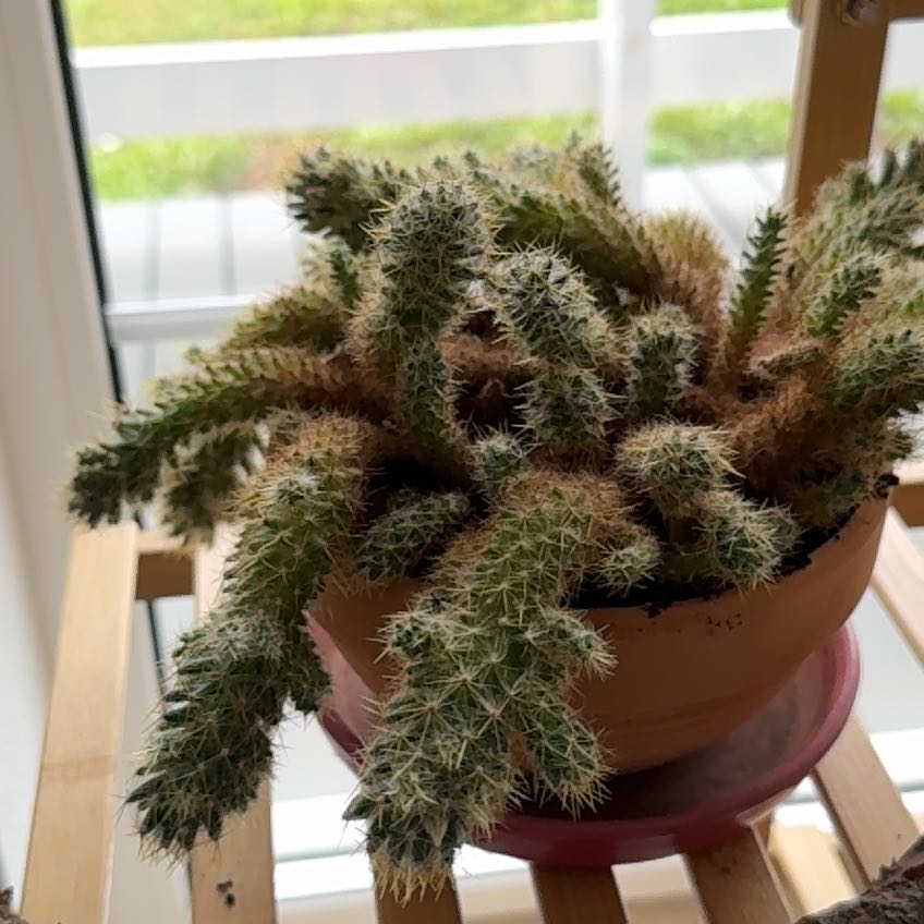 Plant care for feather cactus on Greg, the plant care app