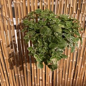 Photo of the plant species Swedish Ivy White Surf by @HighFuscia85 named Beyonce on Greg, the plant care app