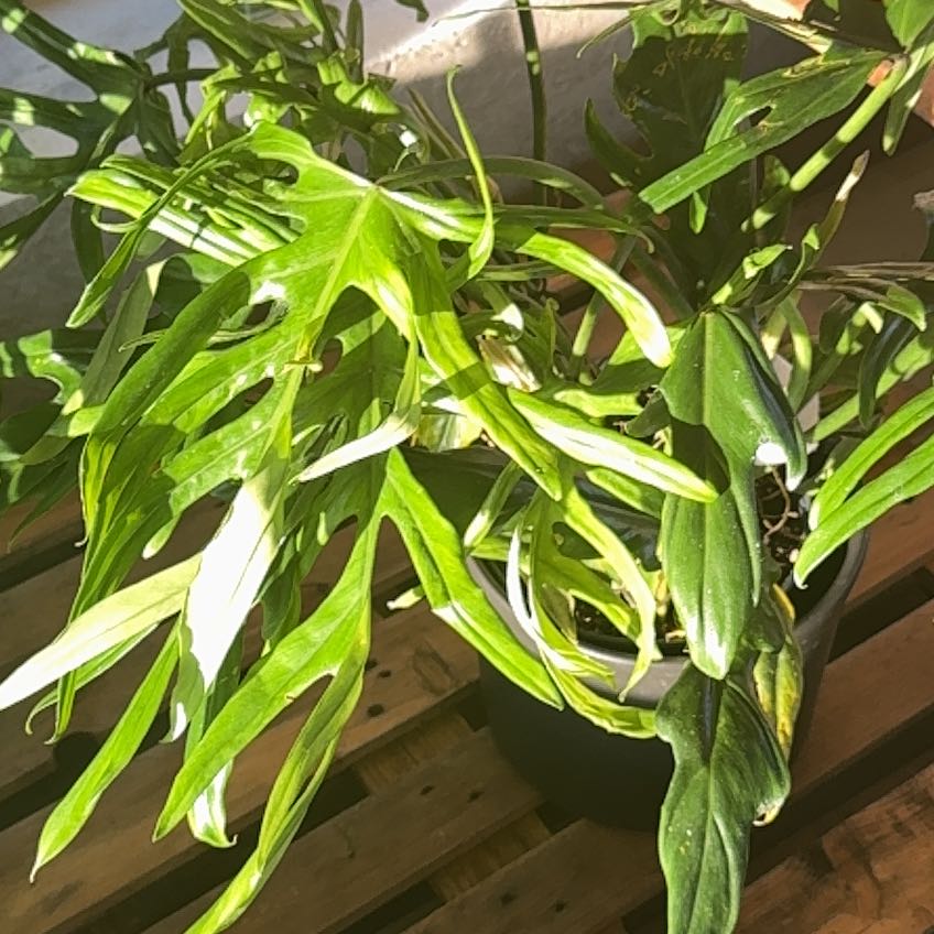Photo of the plant species Skeleton Key Plant by @SilveryRhodora5 named Einstein on Greg, the plant care app