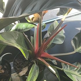 Photo of the plant species Cherry Red by @ChampTigerjade named Lebron on Greg, the plant care app