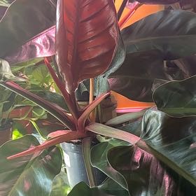 Photo of the plant species Cherry Red by @ChampTigerjade named Curie on Greg, the plant care app